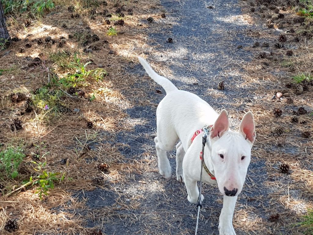 I Believe I Can Fly - Bull Terrier Miniature - Portée née le 10/05/2017